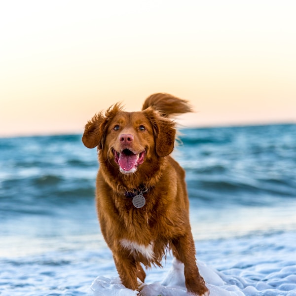 Köpek Kıyafeti