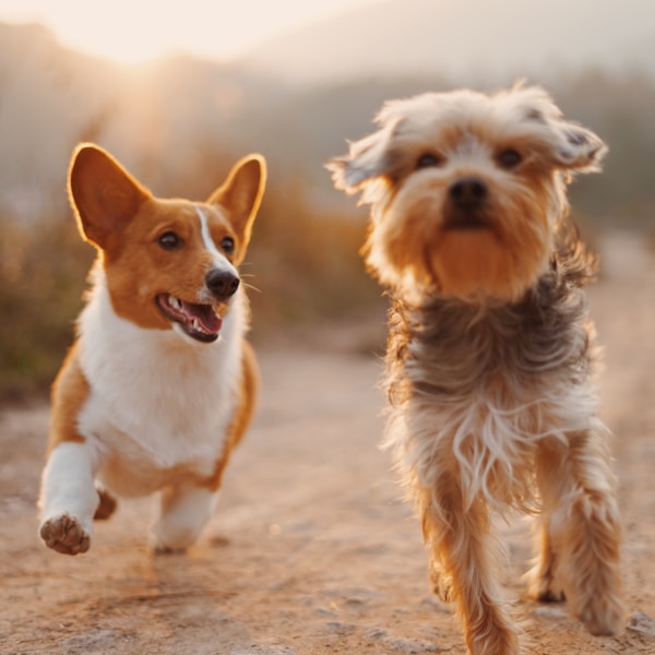 Yumuşak Köpek Yatağı